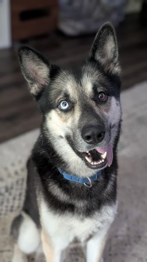 Domo, Adult Male Shepherd