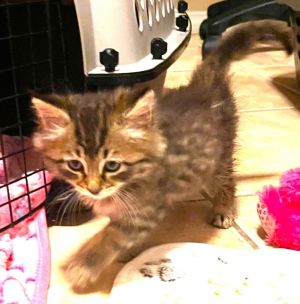 France, Baby Female Domestic Long Hair