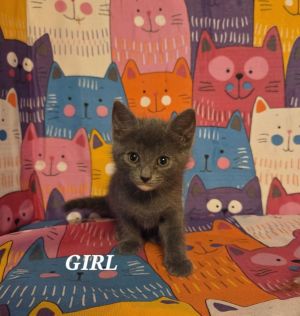 Princess Luna, Baby Female Russian Blue