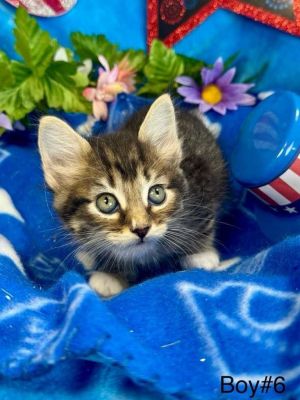Shining Armor, Baby Male Domestic Short Hair