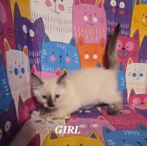 Twilight Sparkle, Baby Female Siamese