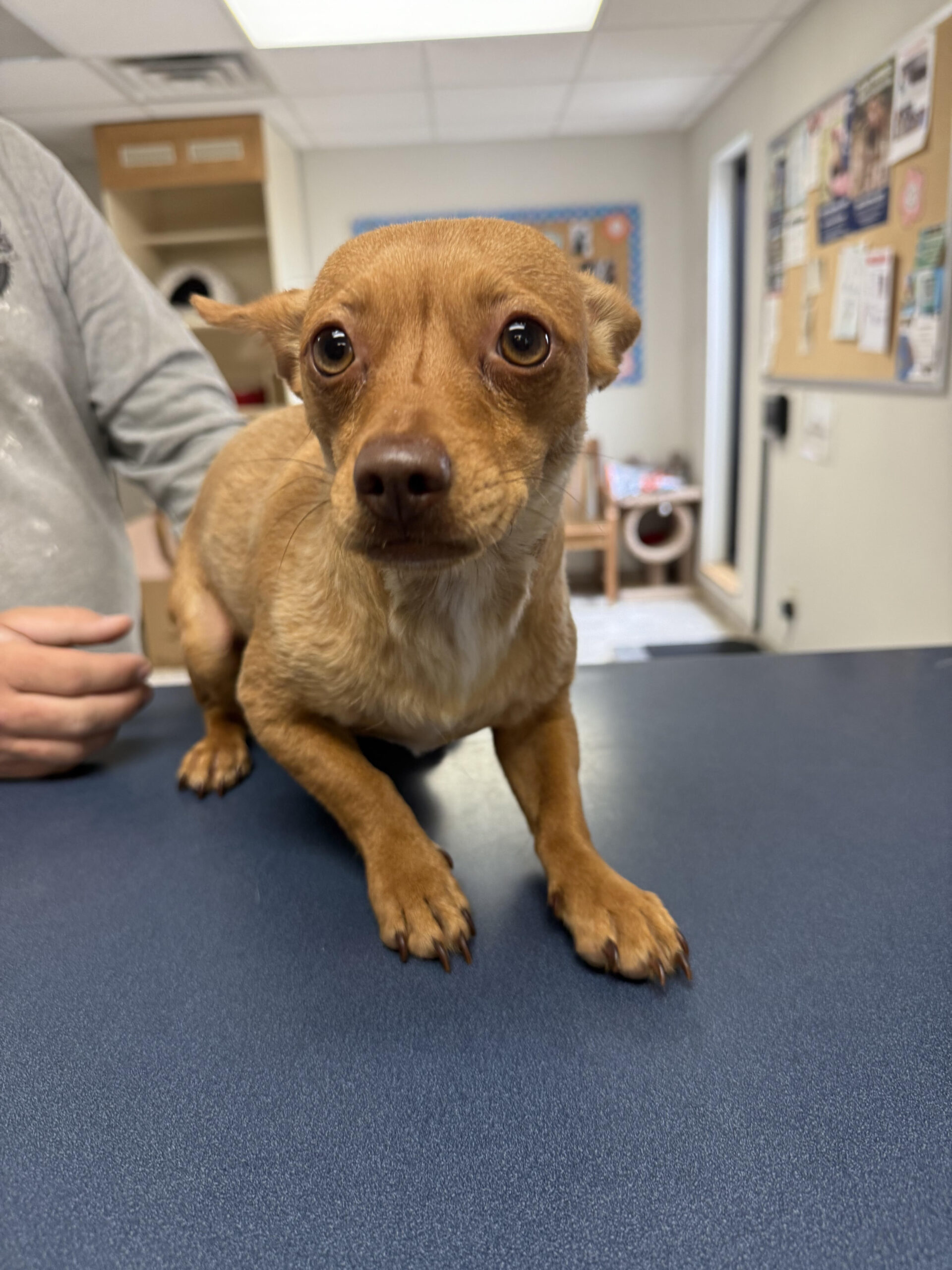 Precious, an adoptable Chihuahua, Miniature Pinscher in Hays, KS, 67601 | Photo Image 1