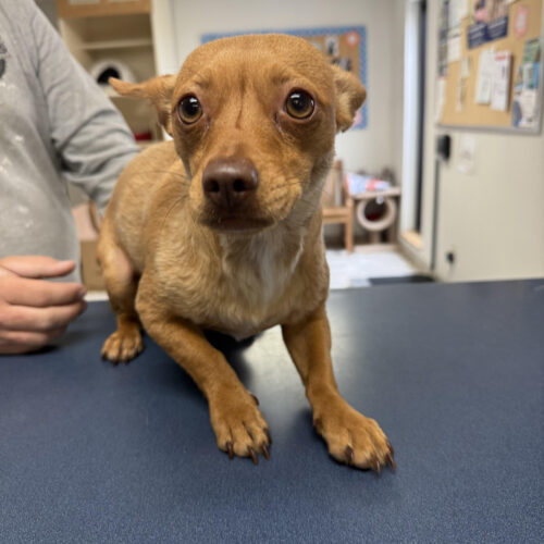 Precious, an adoptable Chihuahua, Miniature Pinscher in Hays, KS, 67601 | Photo Image 2