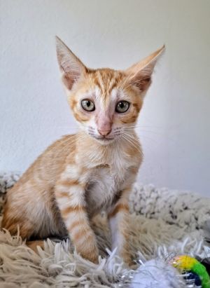 Zander, Baby Male Domestic Short Hair