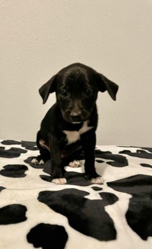 Starlight (My Little Pony Litter), Baby Female Beagle