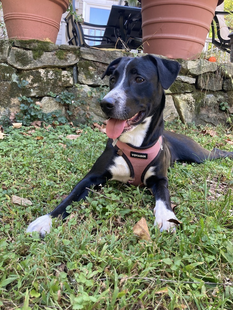 Rainbow (My Little Pony Litter)