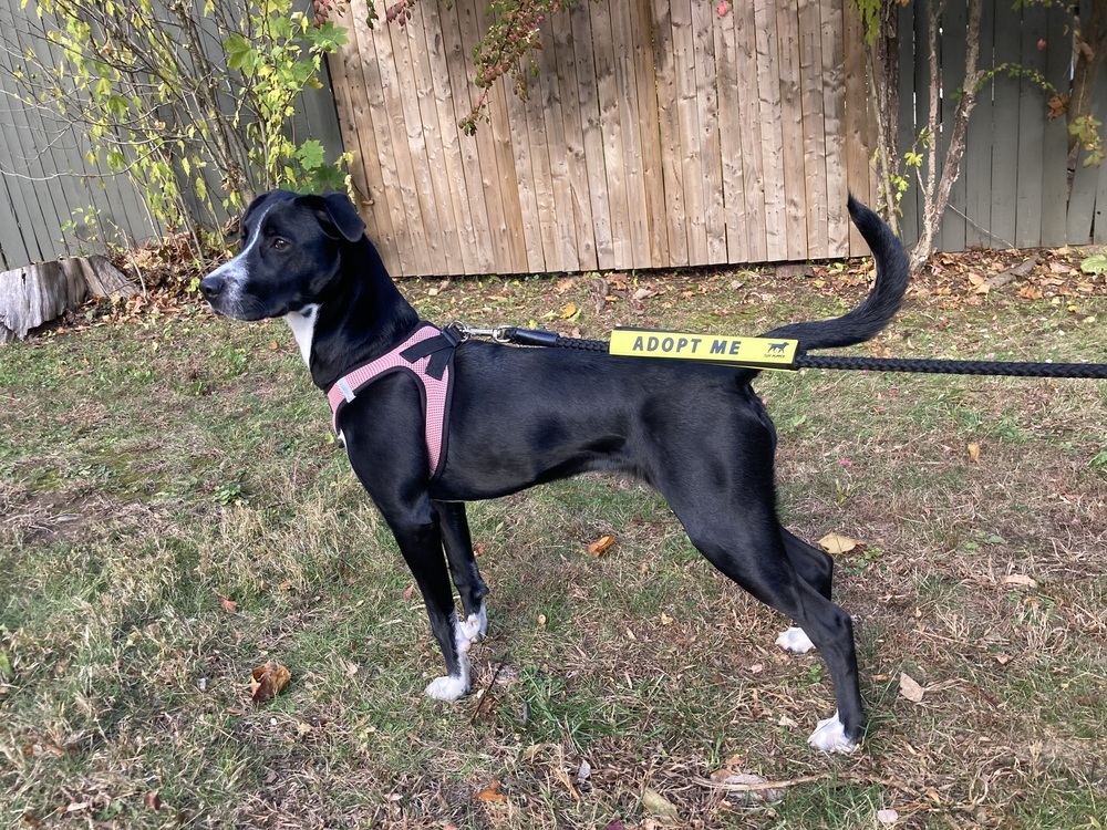 Rainbow (My Little Pony Litter)