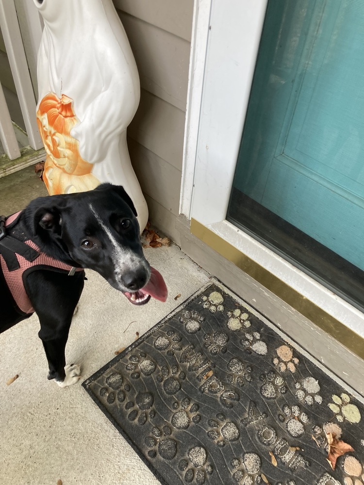 Rainbow (My Little Pony Litter)