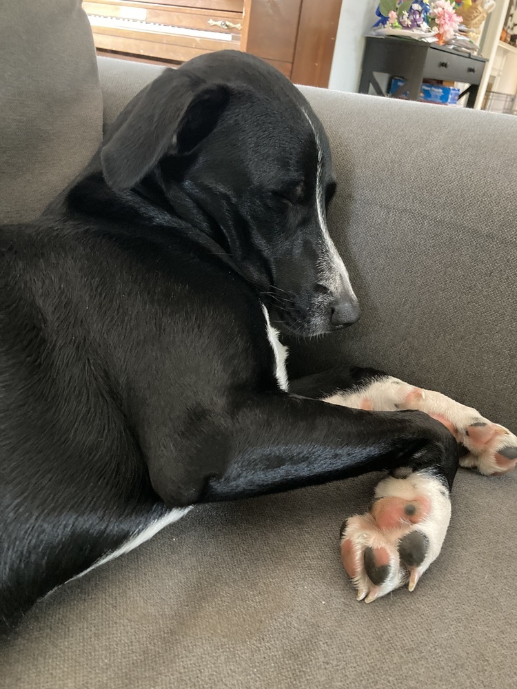 Rainbow (My Little Pony Litter)