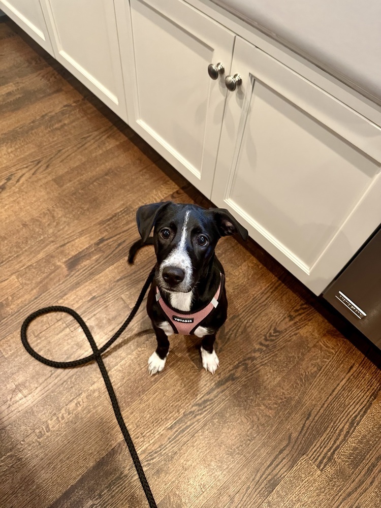 Rainbow (My Little Pony Litter)