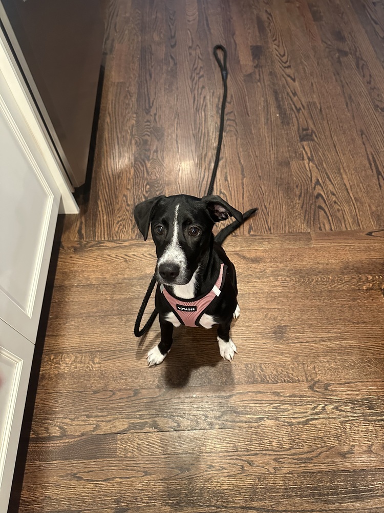 Rainbow (My Little Pony Litter)