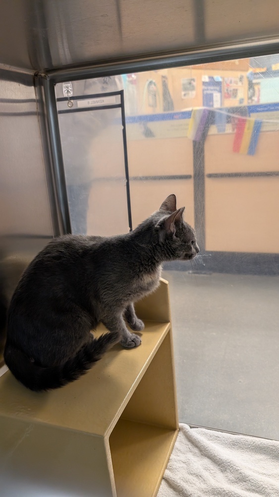 Piper C, an adoptable Domestic Short Hair in Parker, CO, 80138 | Photo Image 1