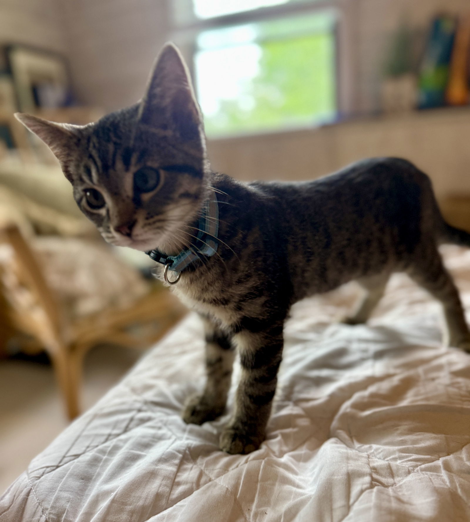 Pete