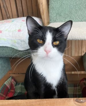 Knox, Adult Male Domestic Short Hair