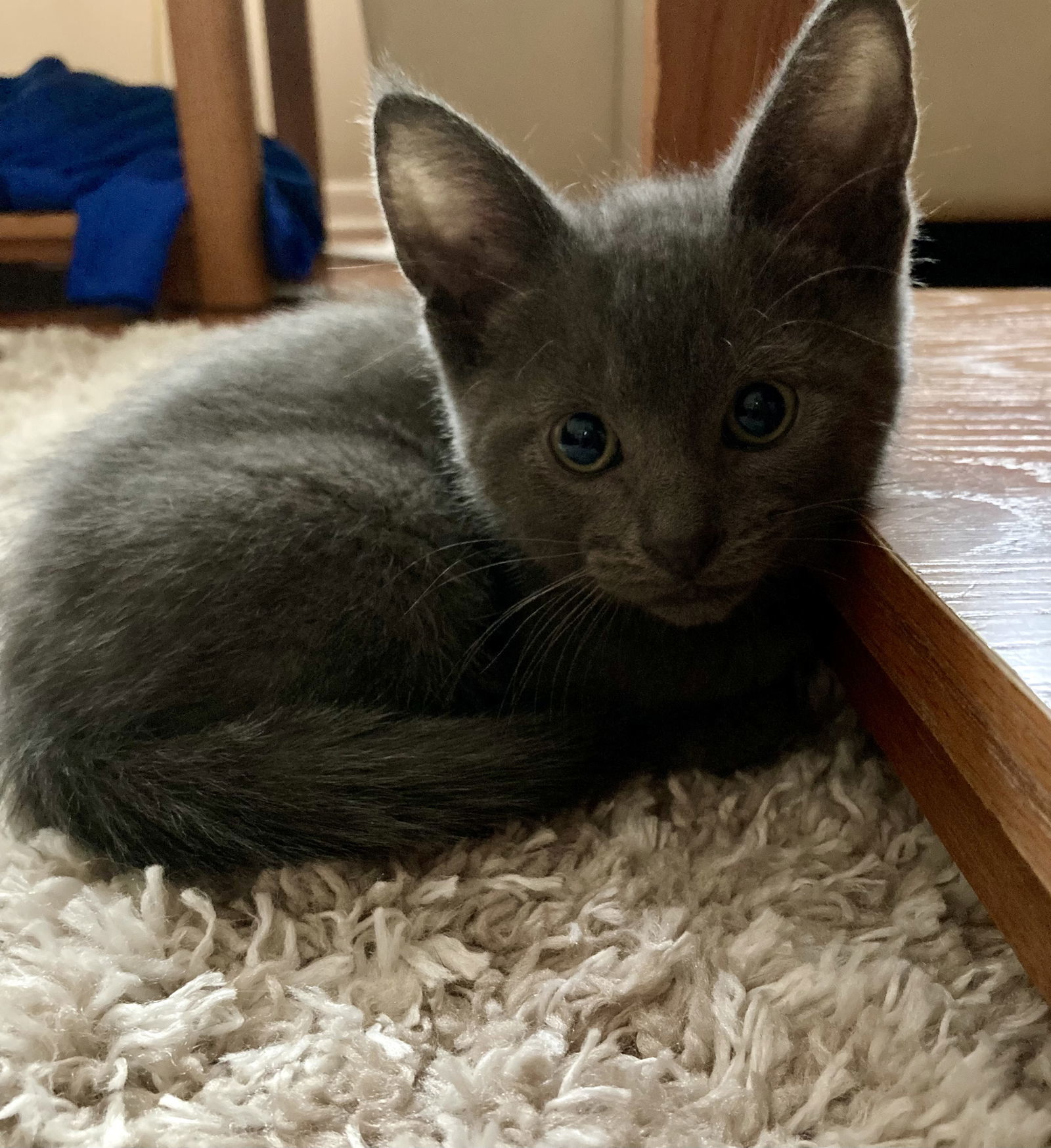 Stella