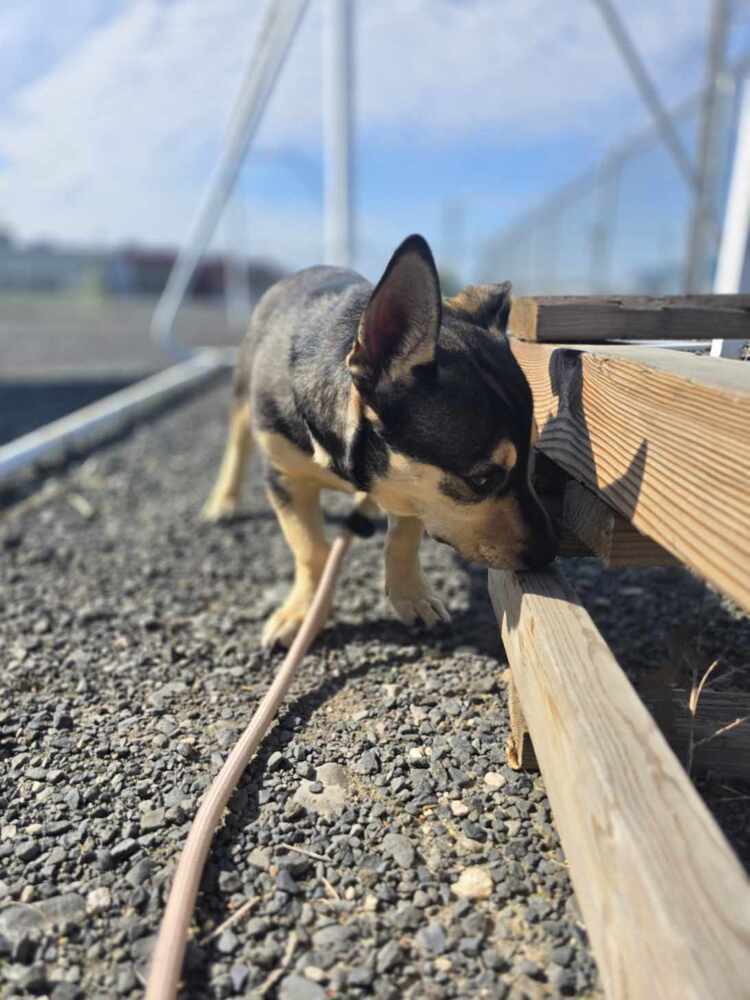 Carl