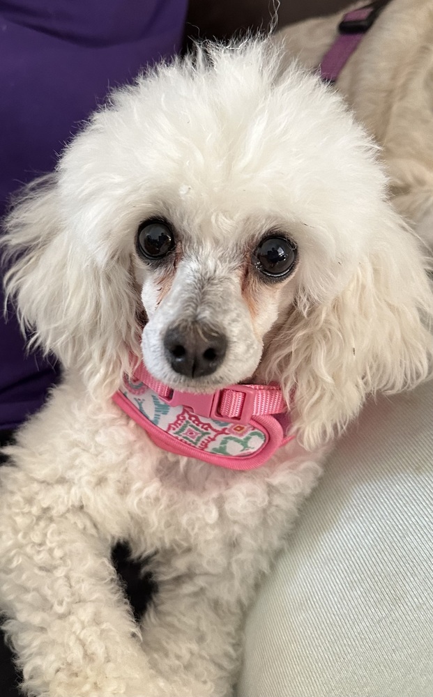 Poodle miniature - Frenchie Facciano