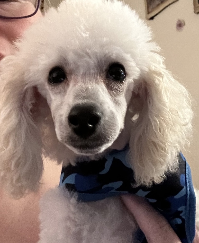 Poodle Miniature - Kenickie