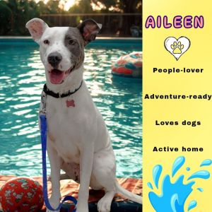 Aileen, Adult Female Pit Bull Terrier