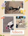 Aileen photo 2