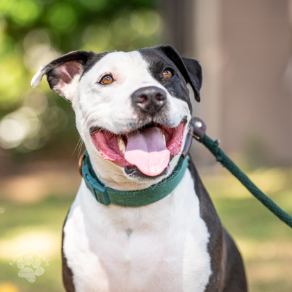 Nina, an adoptable Terrier, Mixed Breed in Honolulu, HI, 96826 | Photo Image 1