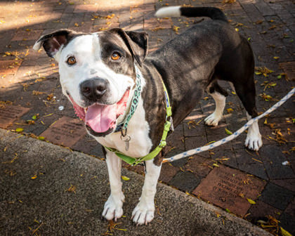 Nina, an adoptable Terrier, Mixed Breed in Honolulu, HI, 96826 | Photo Image 2