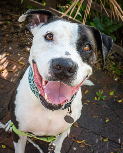 Nina, an adoptable Terrier, Mixed Breed in Honolulu, HI, 96826 | Photo Image 3