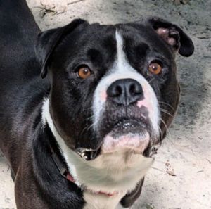 Wes, Adult Male Mixed Breed
