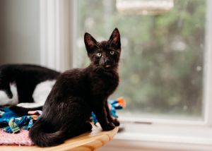 Iggy &#39;25, Baby Male Domestic Short Hair