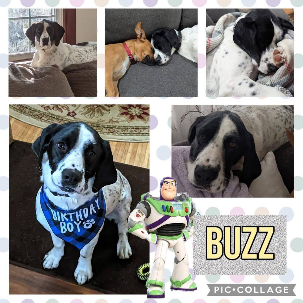 Buzz