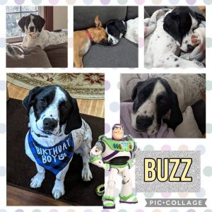 Buzz