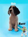 Buzz photo 2