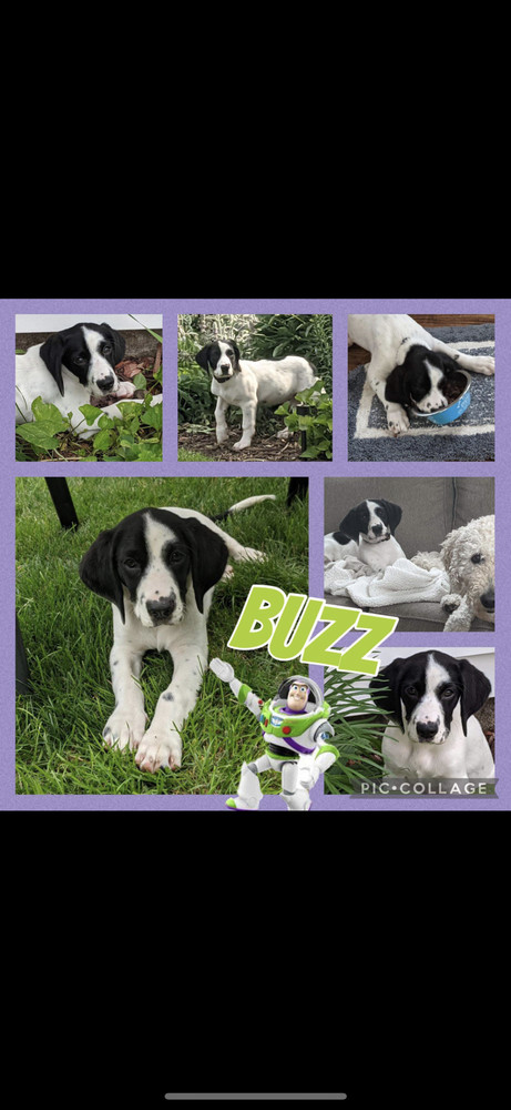 Buzz