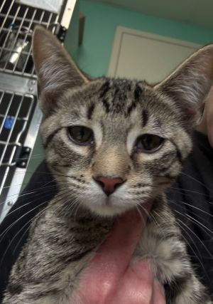 Emerson, Baby Male Domestic Short Hair