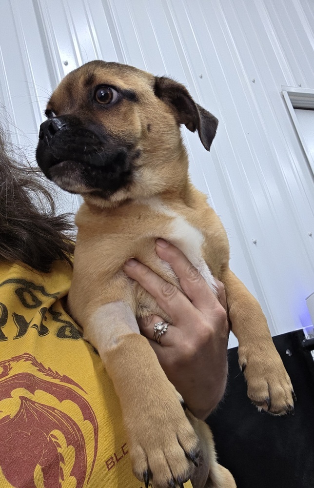 Patriot Puggles : Blue