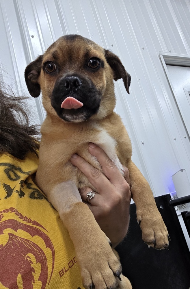 Patriot Puggles : Blue
