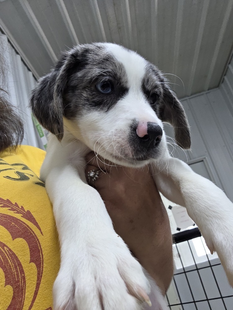 Aussie Paws : Independence