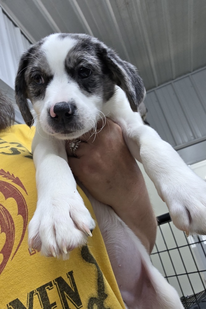 Aussie Paws : Independence