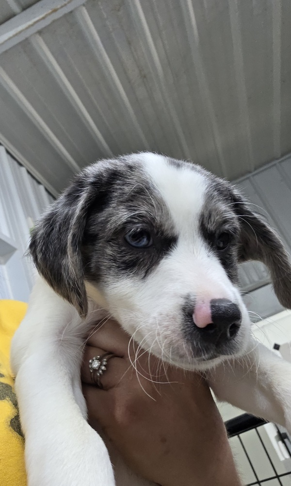 Aussie Paws : Independence