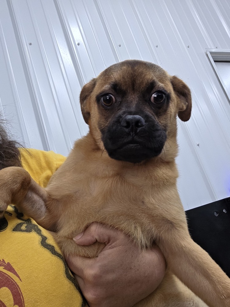 Patriot Puggles : Red