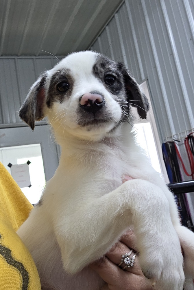 Aussie Paws : Declaration