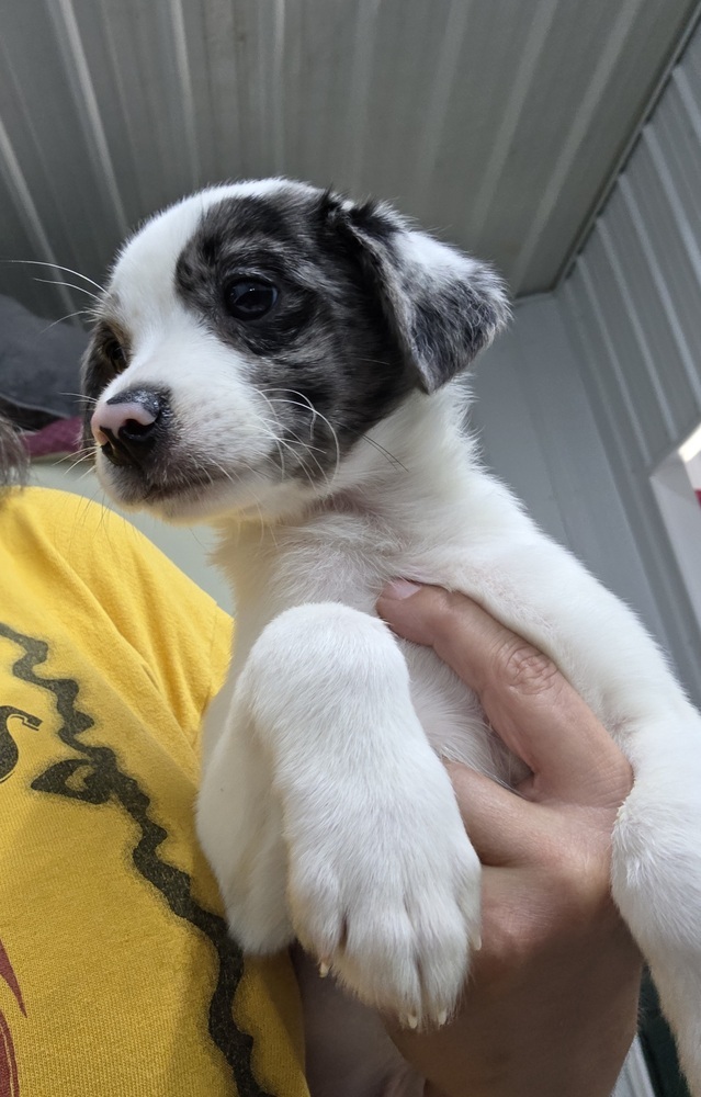 Aussie Paws : Declaration