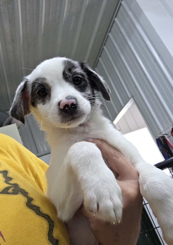 Aussie Paws : Declaration