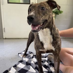 Giselle, Young Female Mixed Breed
