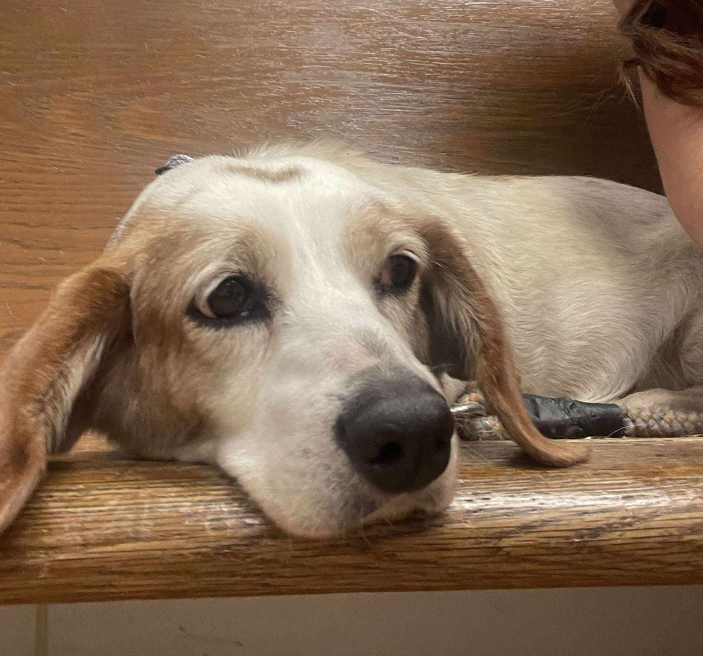 Bailey *Bonded Pair*, an adoptable Dachshund in Halifax, NS, B3J 3A5 | Photo Image 1