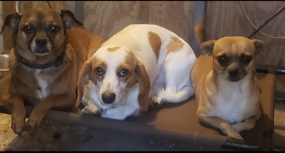 Bailey *Bonded Pair*, an adoptable Dachshund in Halifax, NS, B3J 3A5 | Photo Image 2