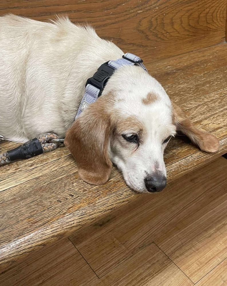 Bailey *Bonded Pair*, an adoptable Dachshund in Halifax, NS, B3J 3A5 | Photo Image 3