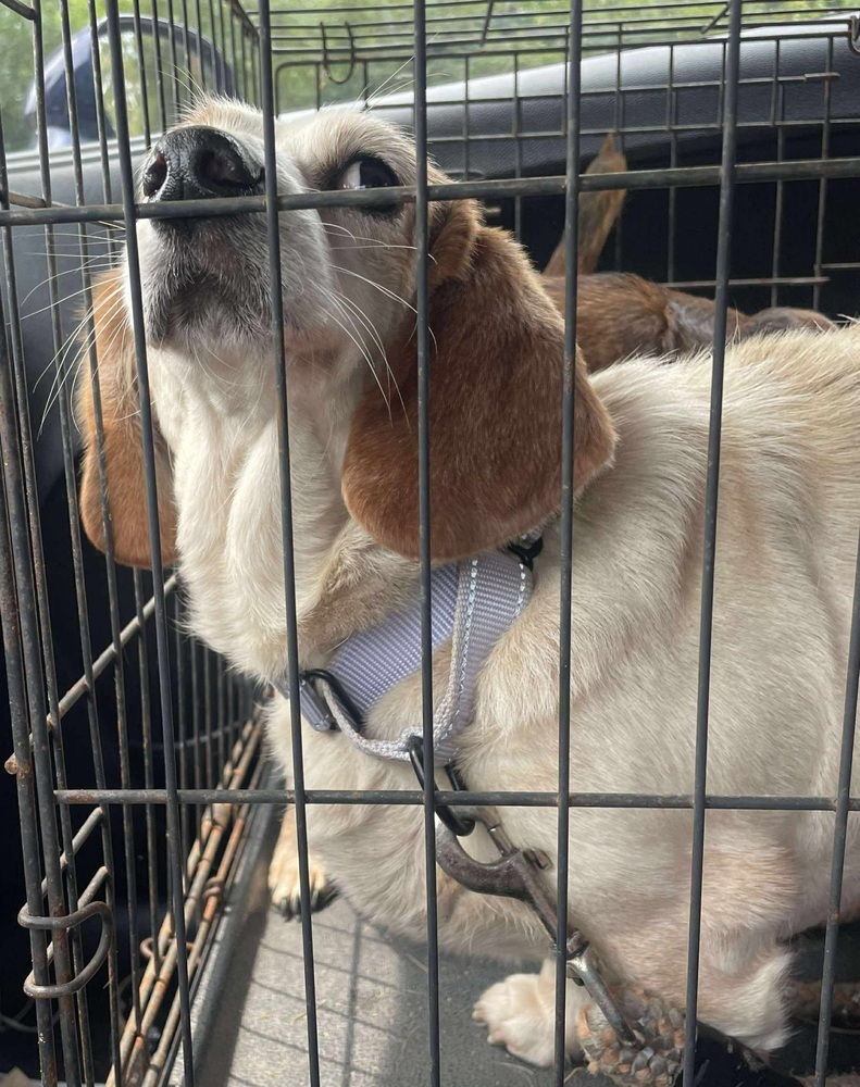 Bailey *Bonded Pair*, an adoptable Dachshund in Halifax, NS, B3J 3A5 | Photo Image 3