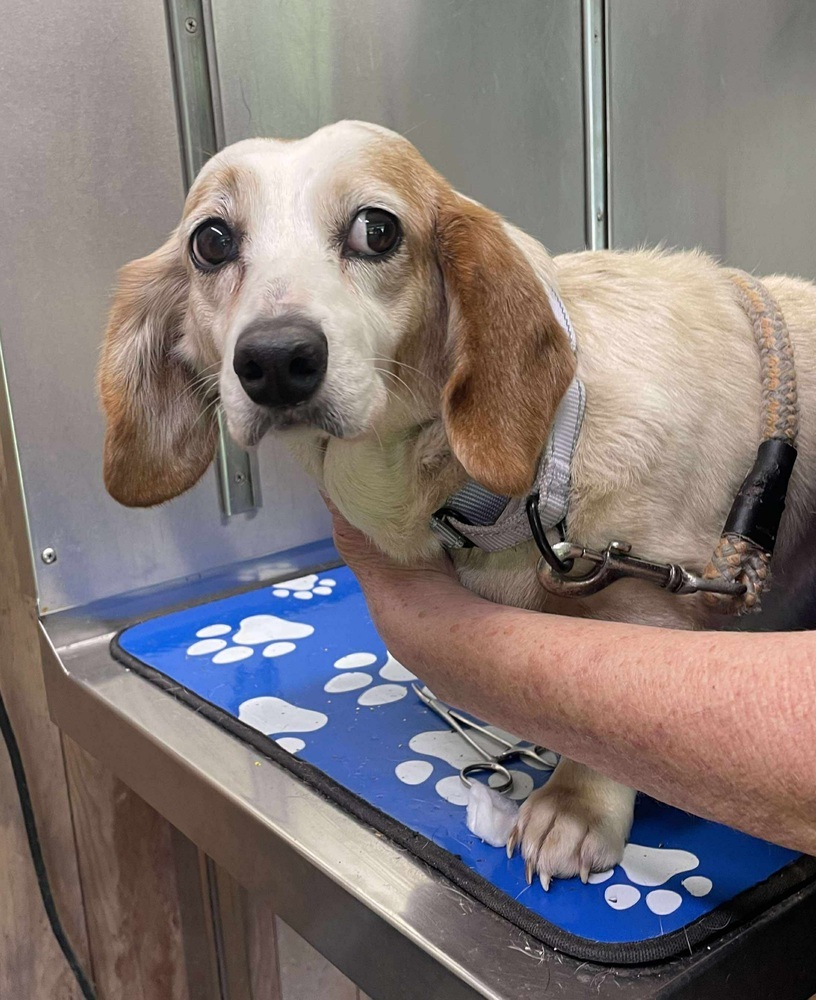 Bailey *Bonded Pair*, an adoptable Dachshund in Halifax, NS, B3J 3A5 | Photo Image 4