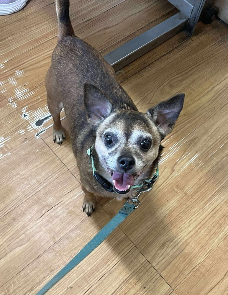 Rocco *Bonded Pair*, an adoptable Jack Russell Terrier in Halifax, NS, B3J 3A5 | Photo Image 1
